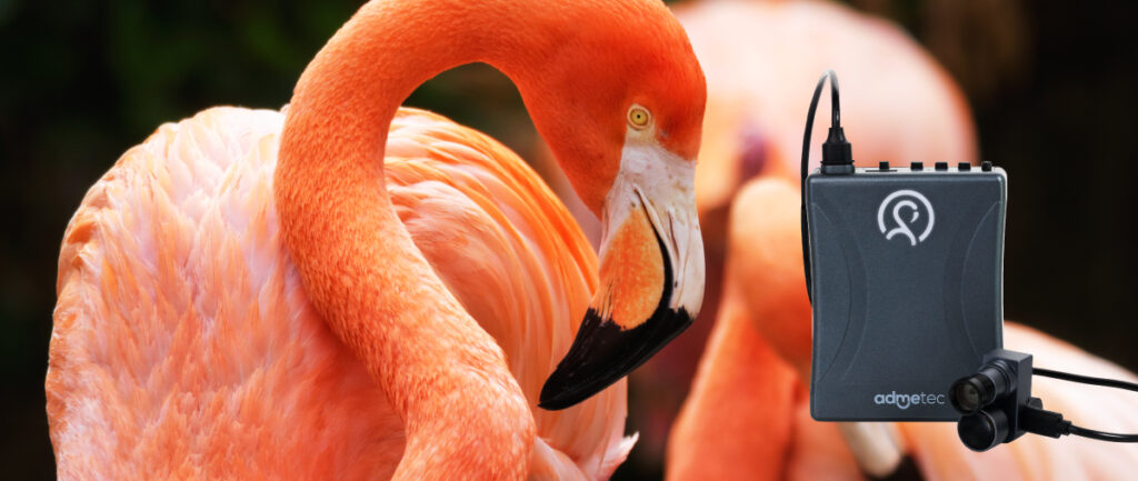 Flamingo-cámara-víttrea