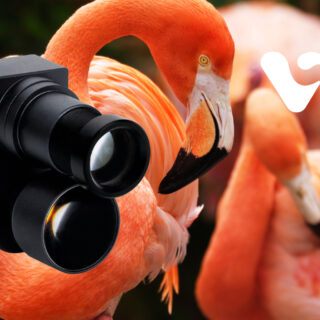 Cámara Flamingo de Víttrea: innovación en imagen para profesionales de la salud camara-flamingo-vittrea